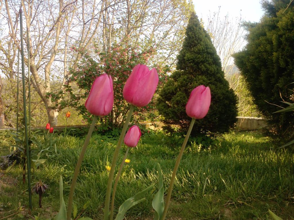 Osterija Na Planinci Bed & Breakfast Divača Dış mekan fotoğraf